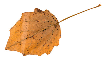 fallen brown leaf of aspen tree isolated