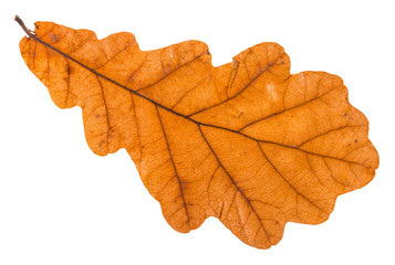 back side of autumn leaf of oak tree isolated