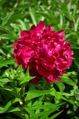 Obraz premium Vinous peony in a garden on a sunny day
