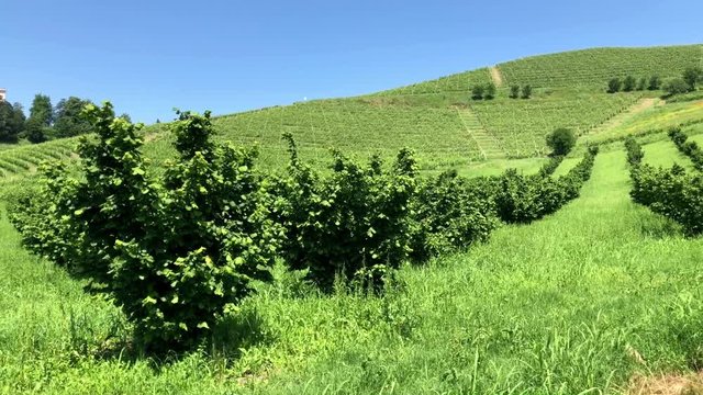 Hazelnut and wine cultivation in Piedmont, Italy.