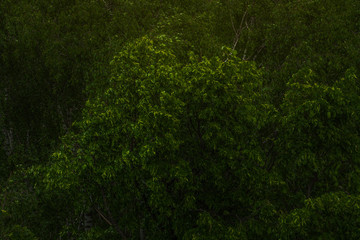 green tree crowns in the park summer rainy day