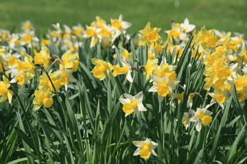Obraz premium Daffodils