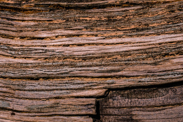 texture of an old tree thrown ashore from the sea