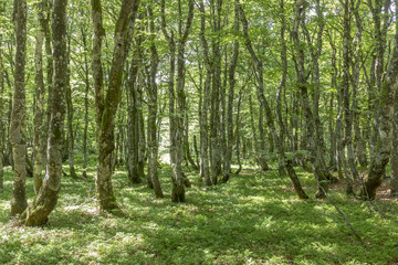 old beech forest in the vosges region in france