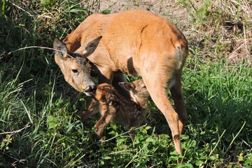A roe deer feeding its fawn - obrazy, fototapety, plakaty