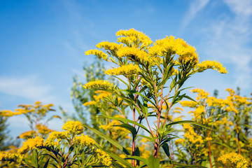 Reddish stems and green leaves of the yellow flowering goldenrod plant from close