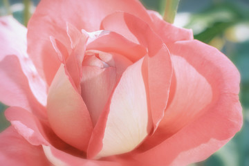 Beautiful rose garden rose in beautiful soft colors