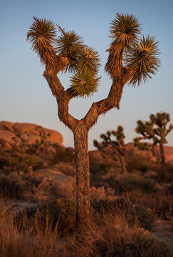 Joshua tree bathed in warm light with other Joshua trees and rocks in the background under a clear blue sky in the desert