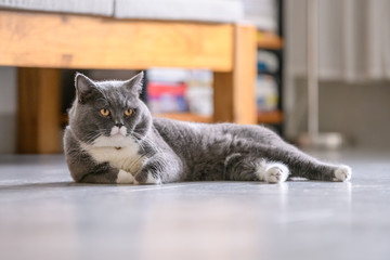The British short hair cat lying on the ground