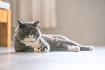 The British short hair cat lying on the ground