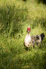 Canard dans un champ