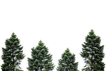 Pine tree isolated on white for Christmas decoration design.