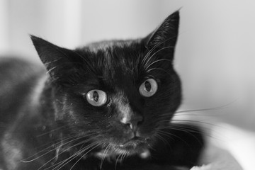 chat