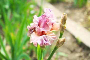 Beautiful blossoming iris on spring day outdoors