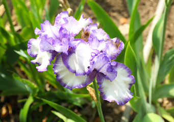 Beautiful blossoming iris on spring day outdoors