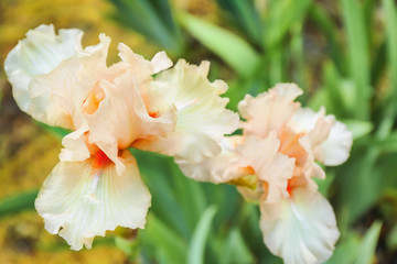 Naklejka na ściany i meble Beautiful blossoming irises on spring day outdoors
