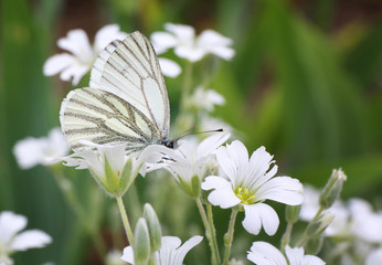Beautiful butterfly on blossoming flower outdoors