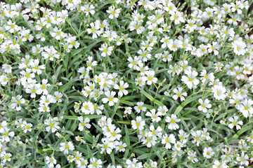 Beautiful blossoming flowers on spring day outdoors