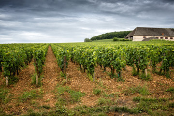 Fototapeta na wymiar Burgundy vineyards near Corton. France.