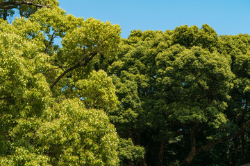 Tokyo Park View