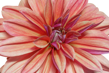 pink flower on a white background isolated with clipping path. Closeup. big shaggy flower.
