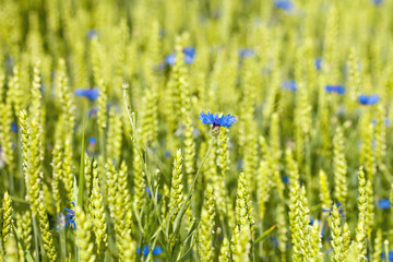 Closeup of a Single Cornflowers in a Field.
