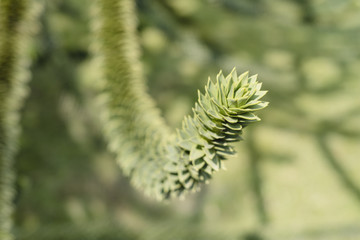 Monkey puzzle tree, Araucaria Araucana, close up of branches