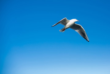 A Silver Gull in Flight