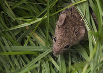 the mouse hides in the grass