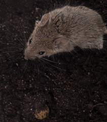 mouse on the ground