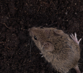 mouse on the ground