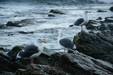 Zuma Beach view from Duma Point, Malibu