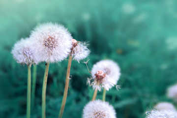 White dandelion isolated on green.