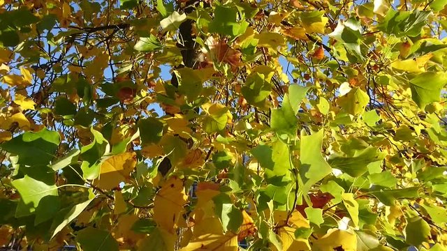 arbres en automne