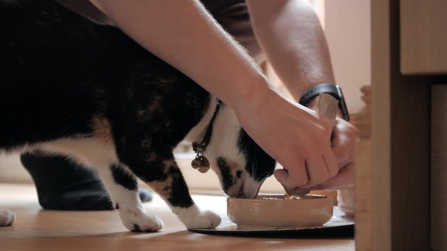 Medium shot of house cat eating wet food from bowl.