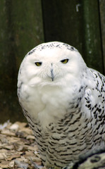 Snow owl - 210146247