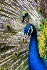 Peacock Portrait - 210146423