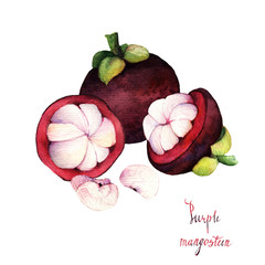 mangosteen. watercolor  illustration tropical fruit. Hand drawn on white background