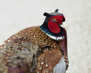 Portrait of a Pheasant - 210146454