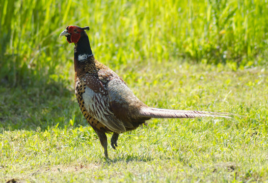 Walking pheasant in the wild