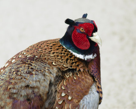 Portrait of a Pheasant