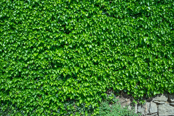 The plant on the wall.
