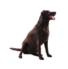 Obraz premium Chocolate labrador retriever dog sitting, pet portrait on white background