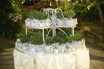 bonsai bomboniere matrimoniali