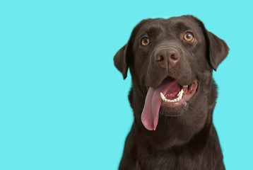 Fototapeta na wymiar Cute funny dog on color background