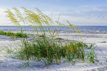 Sea Oats in the Dunes on the Beach