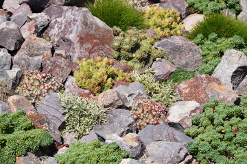 Sukkulenter Garten