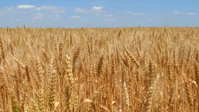 Wheat ears on field under blue sky