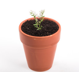 small plant sprout in a pot on a white background