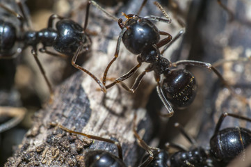 small black shiny ants on an old tree